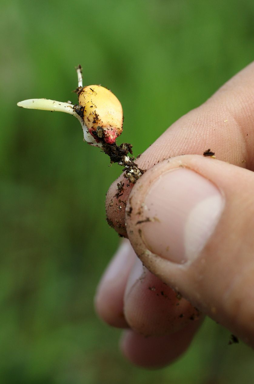 A maize seedling is seen in the corn greenhouse at the Monsanto Research facility in Chesterfield, Missouri.