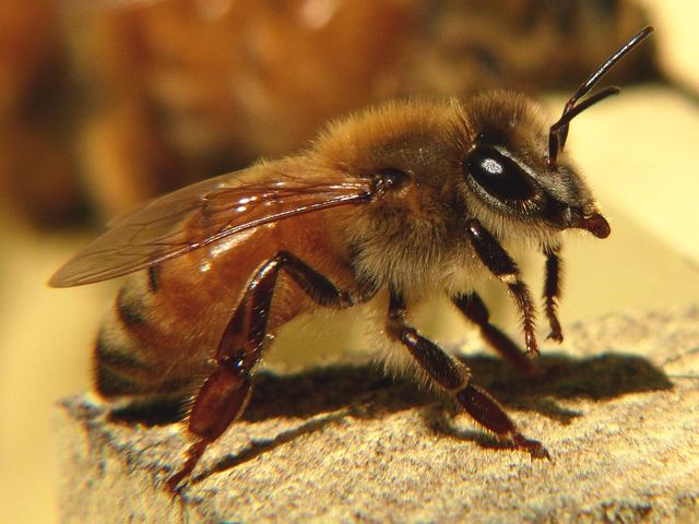 L'abeille domestique, Apis mellifera