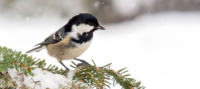 Mésange noire en hiver, Autriche