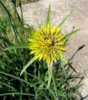 Tragopogon pratensis