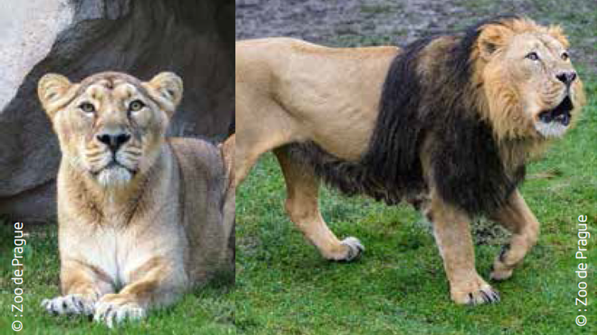 Kalindi et Parys dans leur ancien zoo de Prague