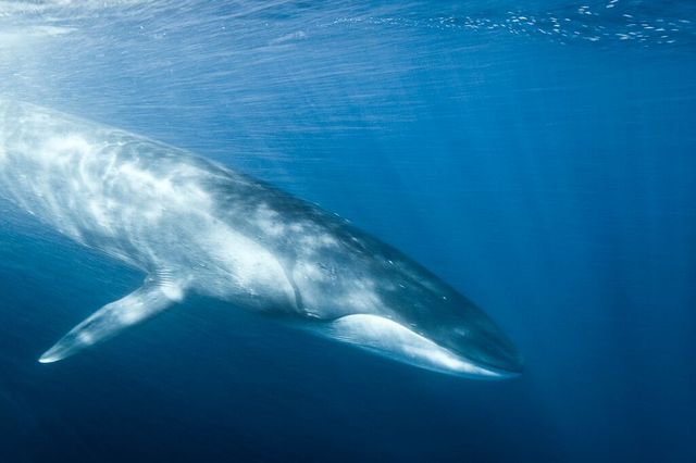 Rorqual Commun