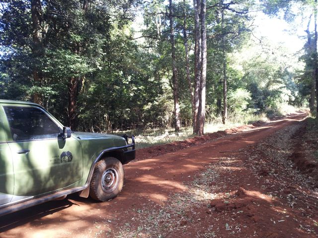 Lisiere de la foet de Marsabit