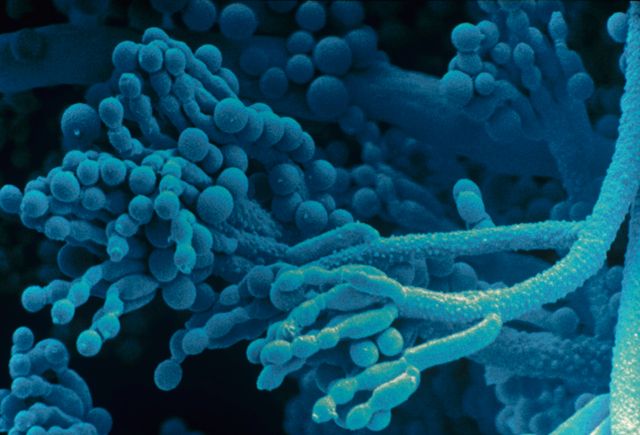 Penicillium Roqueforti