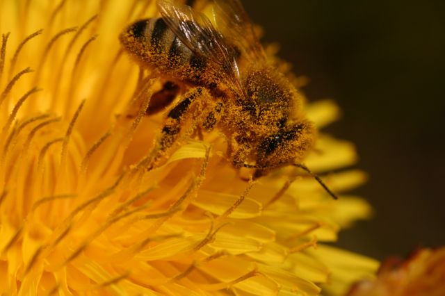 Miss abeille