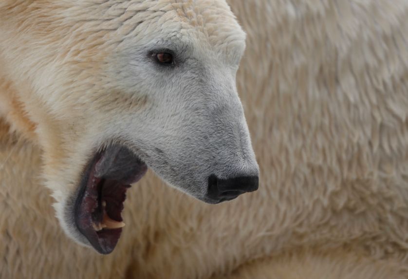 Knut l'ours polaire en 2010
