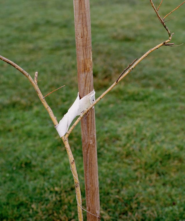 Jeff wall tuteur