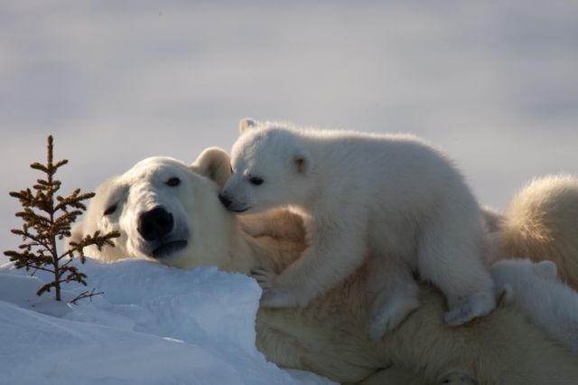 Maman ours