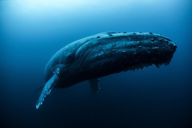 Baleine à bosse, état de Colima au Mexique