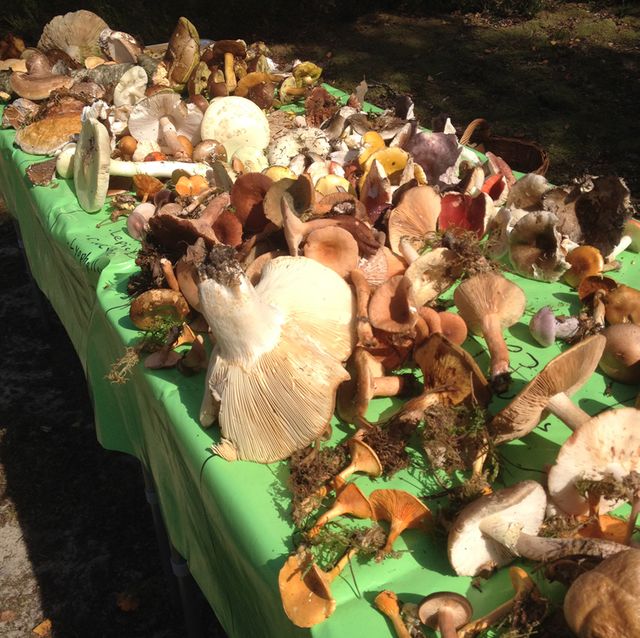 Cueillette de champignons en forêt de Nemours