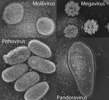 Virus géants