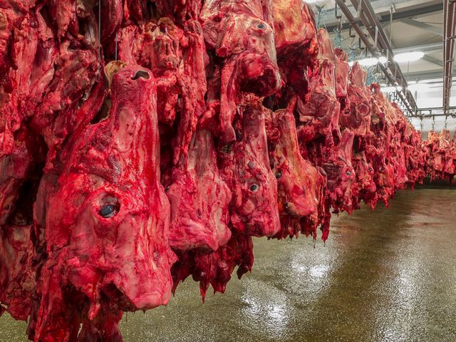 Abattoir de boeufs