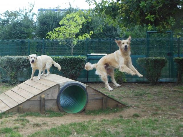 Handi'chiens