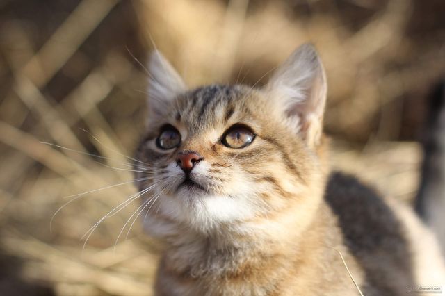 chat