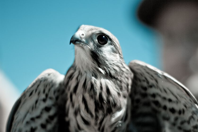 Oiseau 4