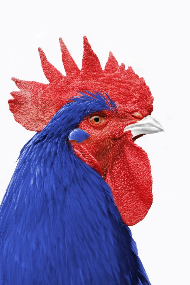 Coq français
