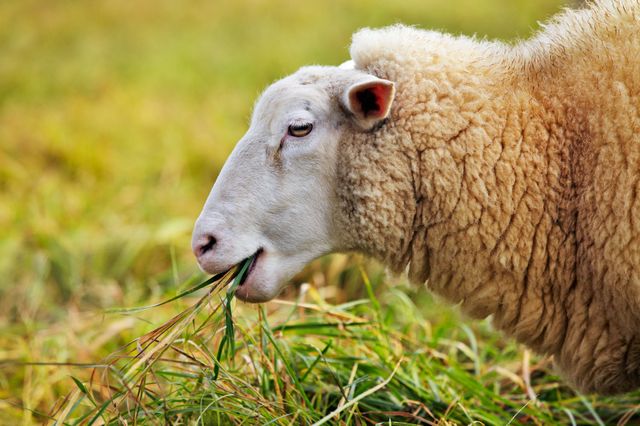 Mouton qui broute