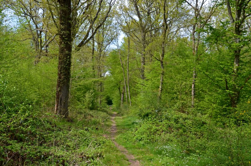 La forêt de Fontainebleau, au printemps