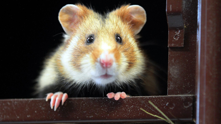 Le grand hamster d'Alsace