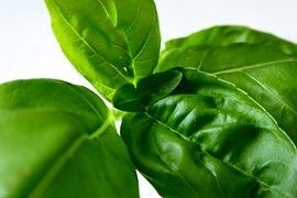 basilic