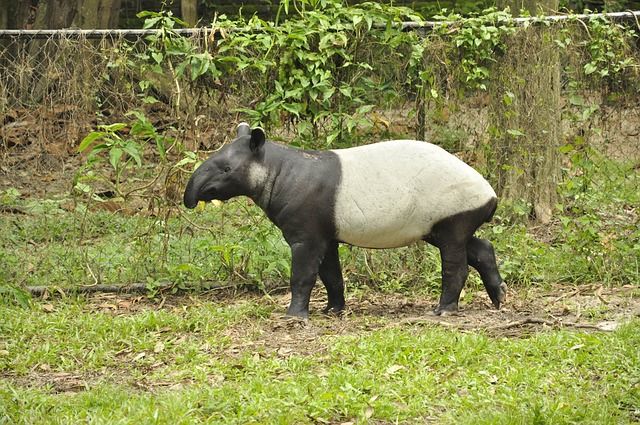 Bébé Tapir