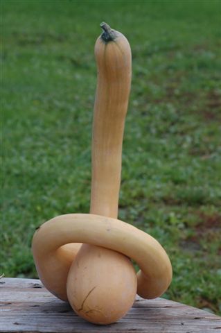 Trombolino d 'Albanga
