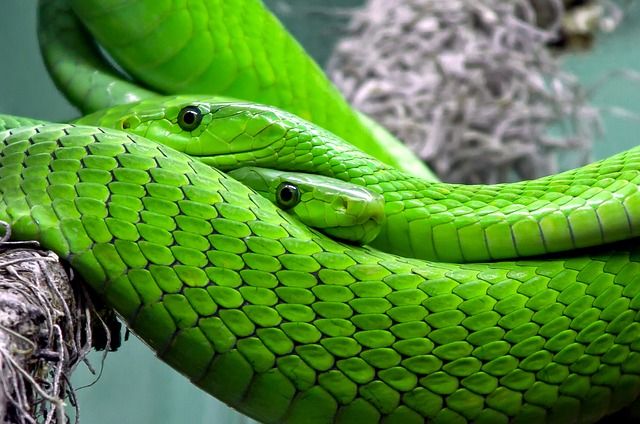 Eden - Serpent Mamba