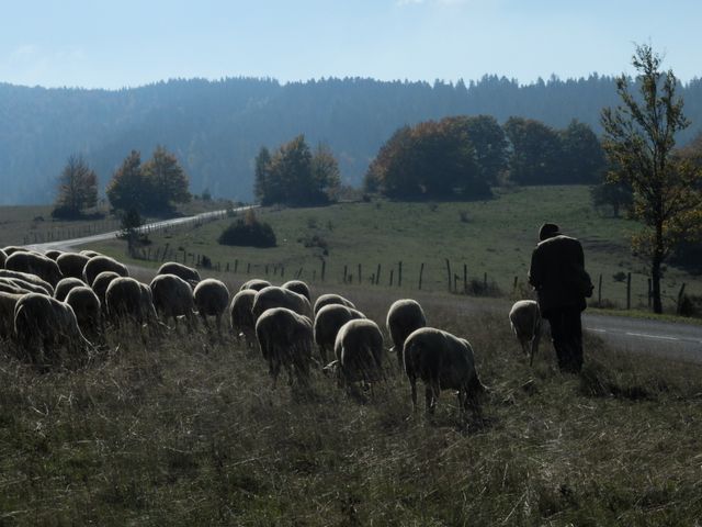Des brebis pâturent sur le Causse Méjan, où les attaquent de loup se multiplient