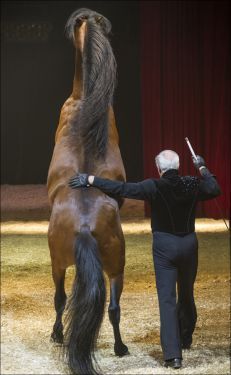 Pégase & Icare d'Alexis Gruss
