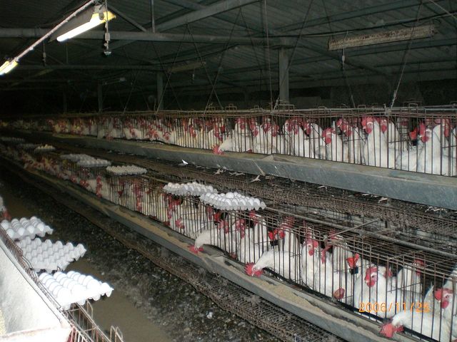 elevage poule