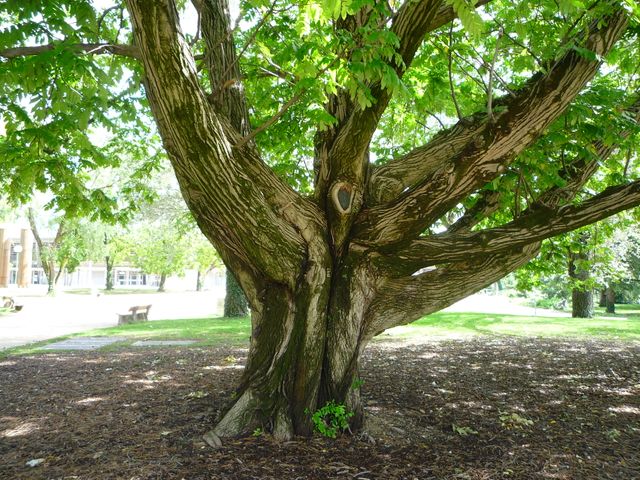 arbre