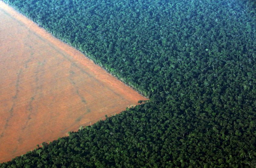 La forêt amazonienne déboisée