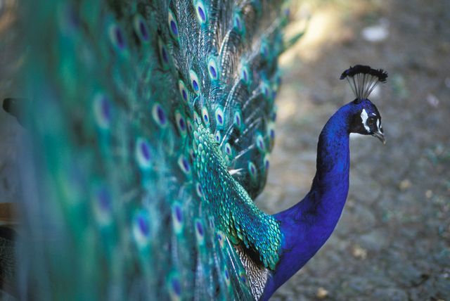 Paon bleu