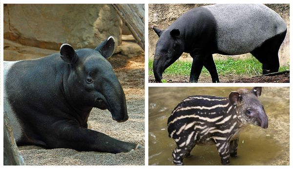 le Tapir