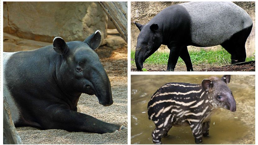 le Tapir