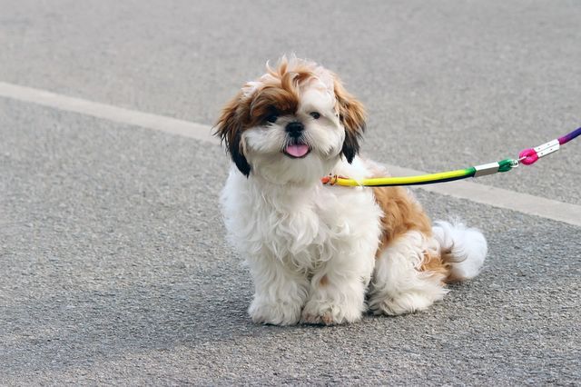 Chien en laisse