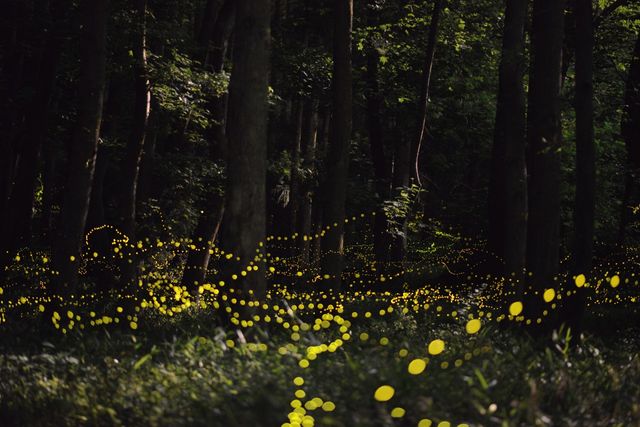 lucioles