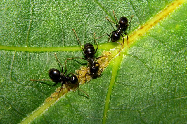 Fourmis