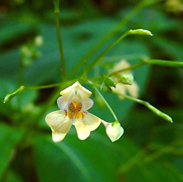 Impatiens_parviflora