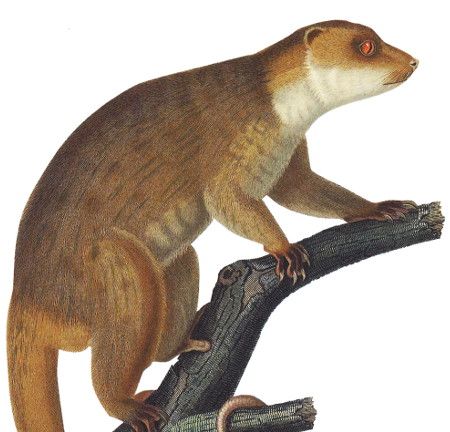 Darwin, l'original