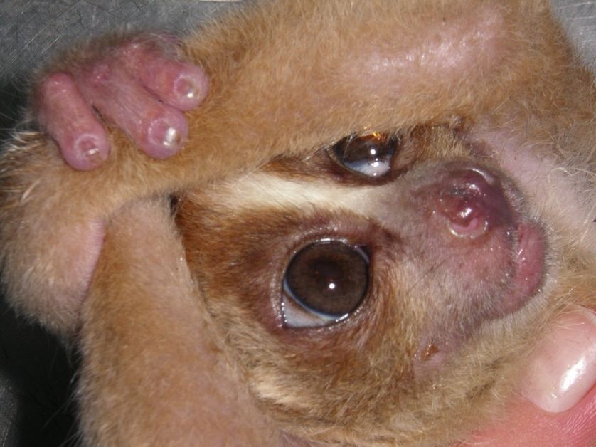 Loris paresseux de Bornéo barbouillé de son propre venin