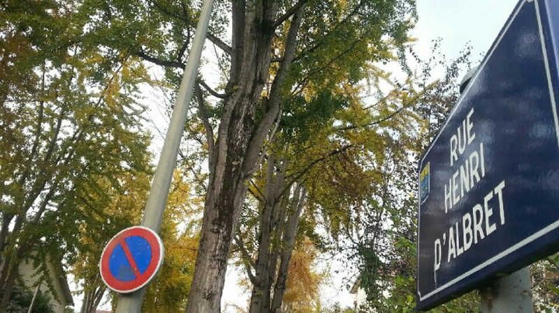L'odeur des ginkgos bilobas indispose les riverains