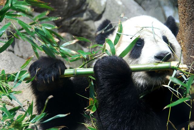 Panda - Parc Zoologique national, Washington, D.C., États-Unis