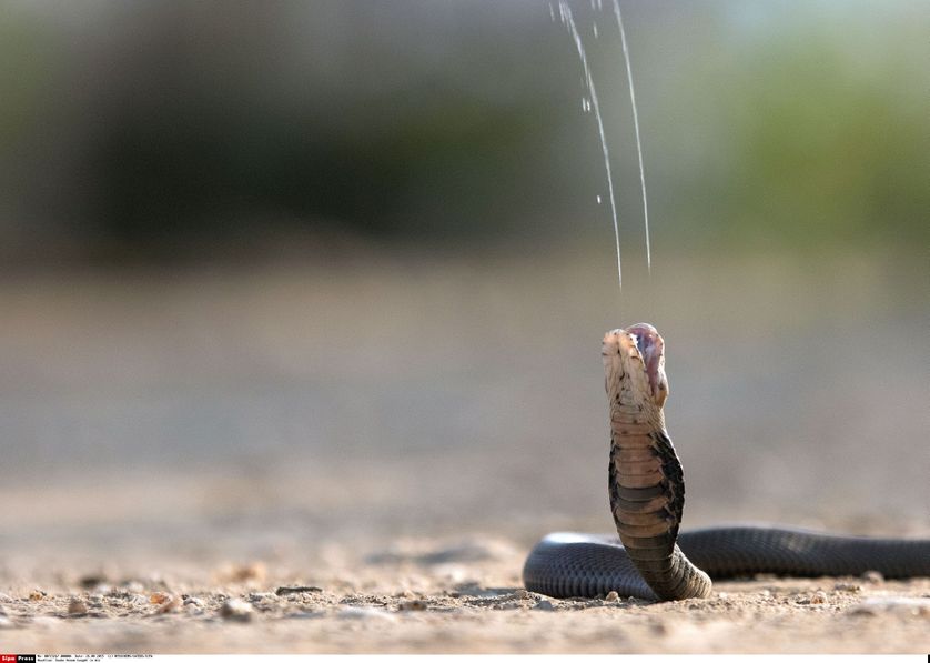 un cobra lance son venin