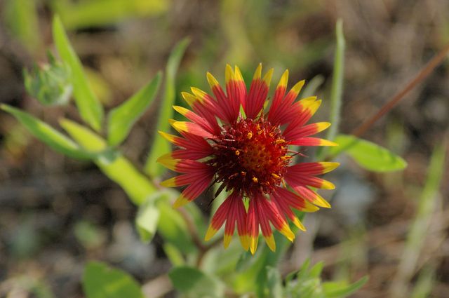 gaillarde ou gaillardia