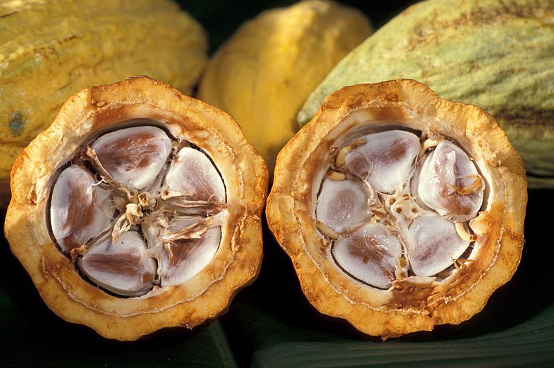 Graines de cacao dans le fruit