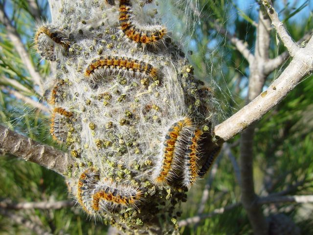 Nid de chenille dans un pin