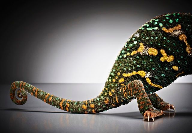 Caméléon