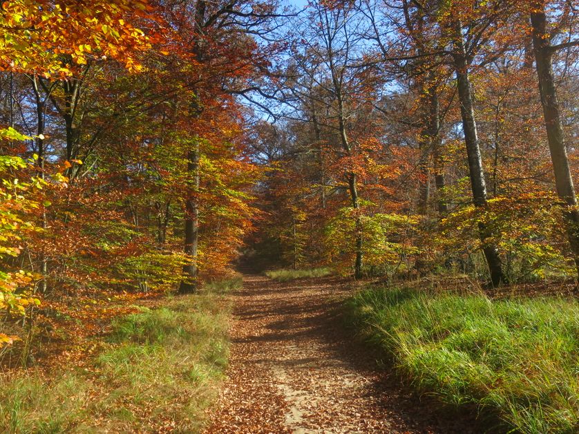 Couleurs d'automne