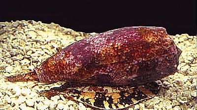 Conus geographicus